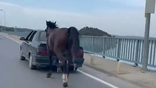 Adana'da Şok Edebilecek Ata Eziyet Eden Kişi Tutuklandı