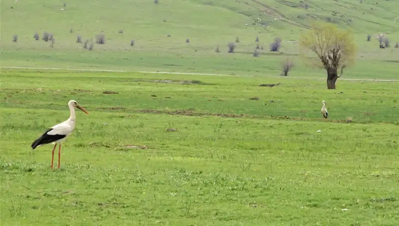 Leylekler Muş Ovası'na Geri Döndü, Doğa Yeniden Canlanıyor!