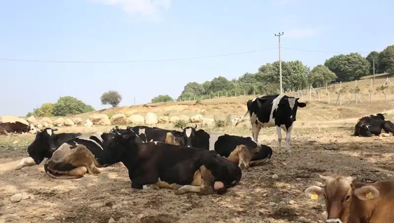 Şap Hastalığı Alarmı: 22 Köyde Giriş Çıkış Yasakları Geldi!