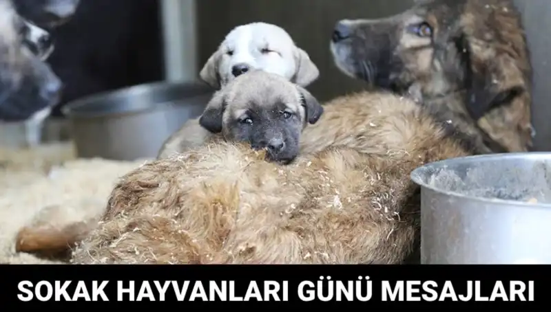 Sokak Hayvanlarının Günü: Herkesin Kalbini Fetheden Tarih ve Mesajlar