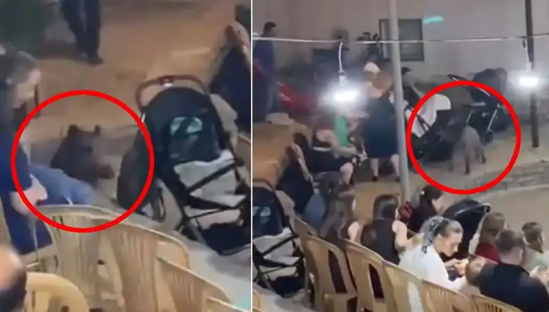 Düğün Yemeğine Yaban Domuzu Şoku: Misafirler Panik İçinde Kaçıştı!