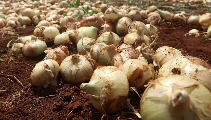 Hatay'da Soğan Hasadı Başladı: Rekolte Çiftçilerin Yüzünü Güldürüyor!