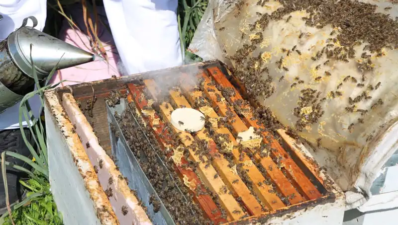 Ata Mesleği Arıcılığıyla Genç Girişimciden Yurt Dışına Bal İhracatı