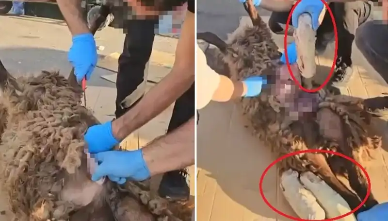 Zehir Tacirleri Yine Vurdu: Ölü Koyunun Karnında Ne Bulundu?