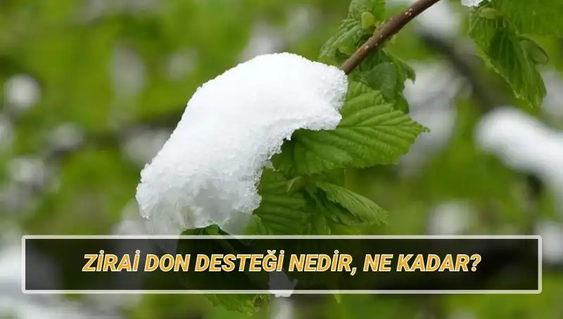Zirai Don Desteği: 2023 Yılında Hangi İllere Ne Kadar Destek Verilecek?