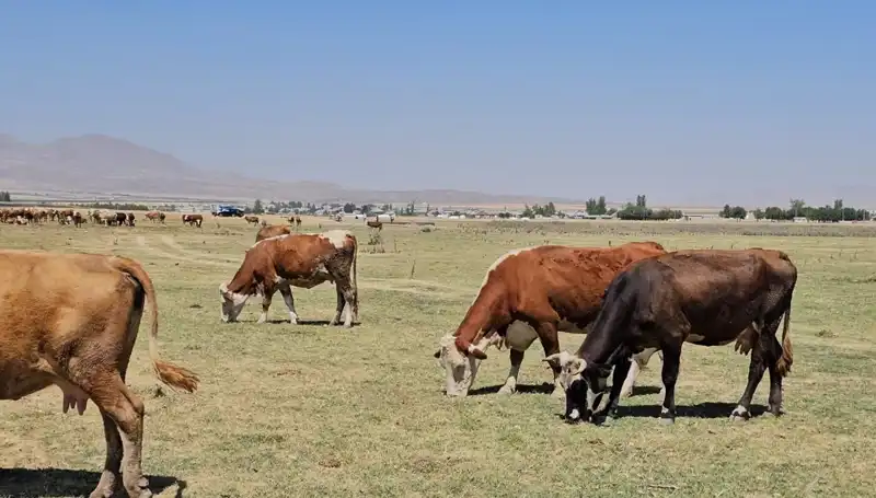 Arin Gölü'nün Kuruması Büyük Su Krizini Beraberinde Getiriyor