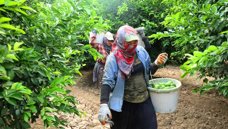 Market Fiyatlarının Tavan Yaptığı Dönemde Yeni Hasat Umut Veriyor