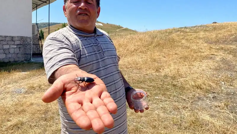 Sivas'ta Görülen Tehlikeli Böcek İçin Aşırı Ceza: 557 Bin TL!