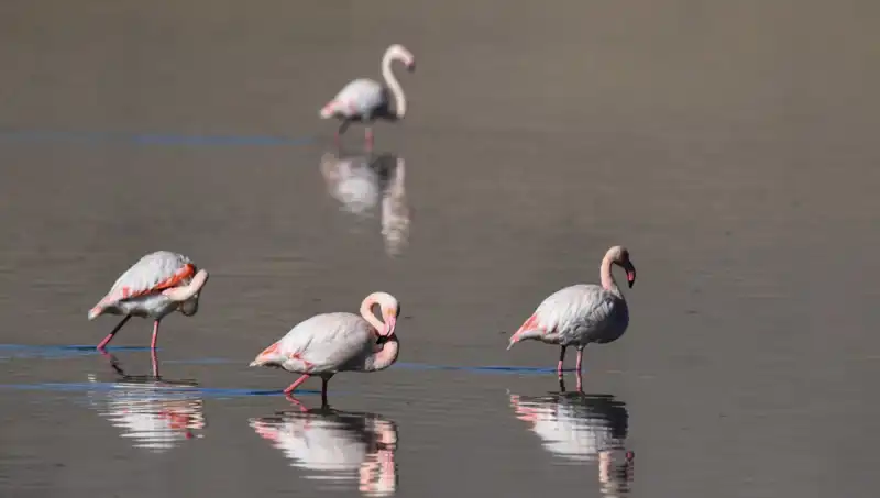 Kuş Cennetinde Kuraklık Alarmı: Flamingo Sayısı Tarihinin En Düşük Seviyesine İndi