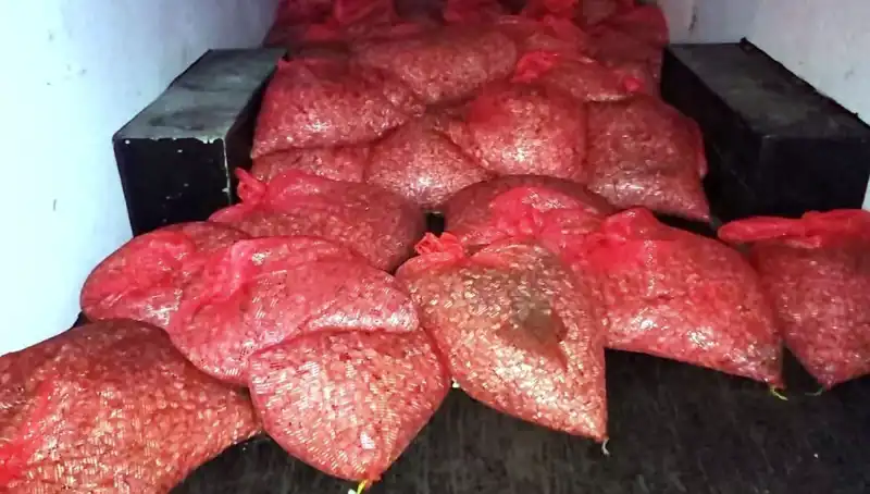 Samsun'da 1,5 Ton Kaçak Midye Operasyonu: Sağlık ve Ekonomi Tehdit Altında