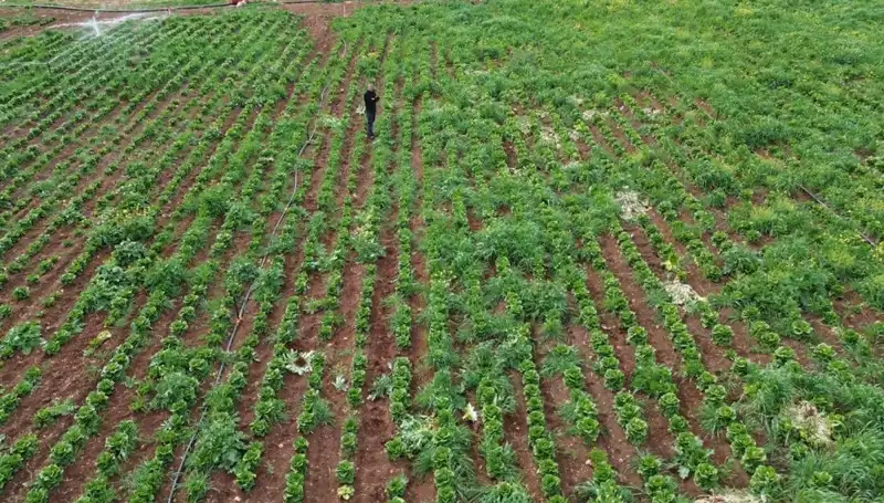 Kuraklık Marul Hasadını Vurdu: Üreticiler Zor Durumda Kaldı