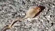 Tunceli'de Eşsiz Bir An: Arap Tavşanı Görüntülendi!