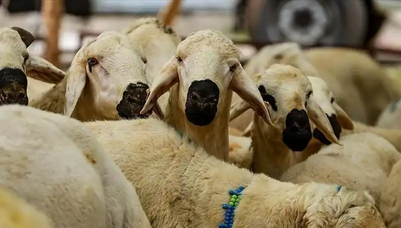 Kurban Bayramı 2025: Kurban Kesimi Farz mı, Çağımızda Ne Anlama Geliyor?