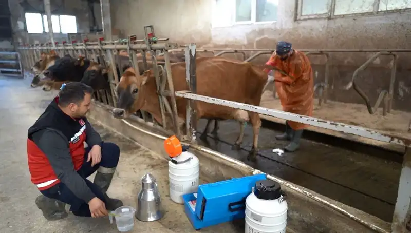 Türkiye'de Jersey Sperması ile Hayvancılıkta Çığır Açan Gelişme Trabzon'da Yaşandı