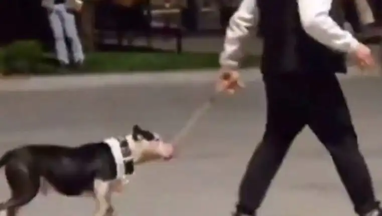 Ağızlıksız Pitbull Korku Saçtı: Sahibine Yüksek Para Cezası Verildi