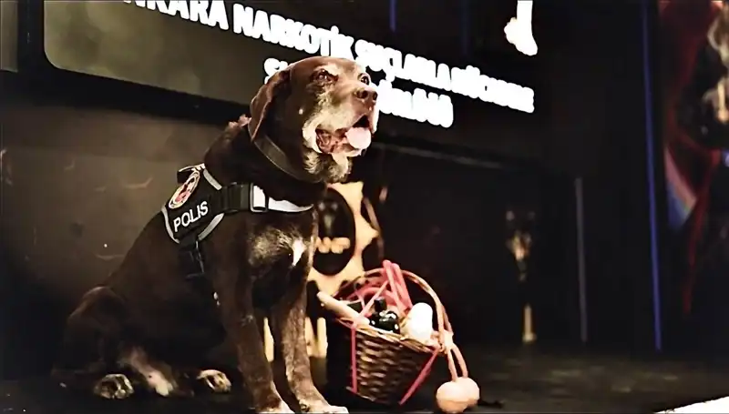 Ankara'nın Kahraman Narkotik Köpeği 'Toma', 11 Yıl Sonra Emekliye Ayrıldı