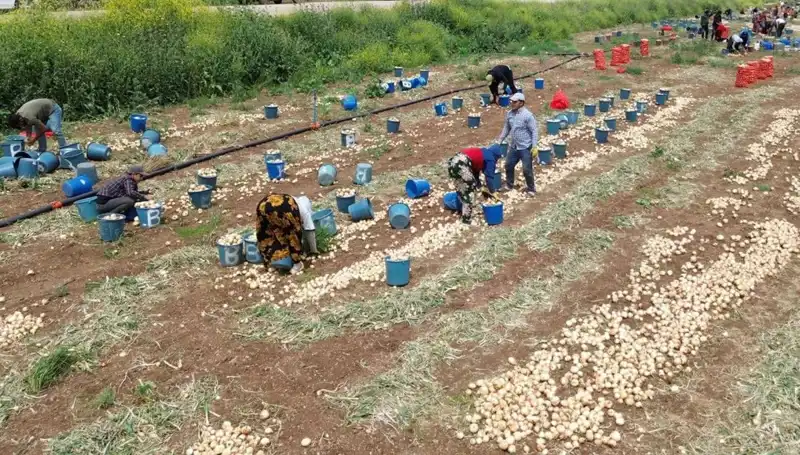 Soğan Hasadı Başladı: Fiyatlar Düşerken Tüketiciyi Neler Bekliyor?