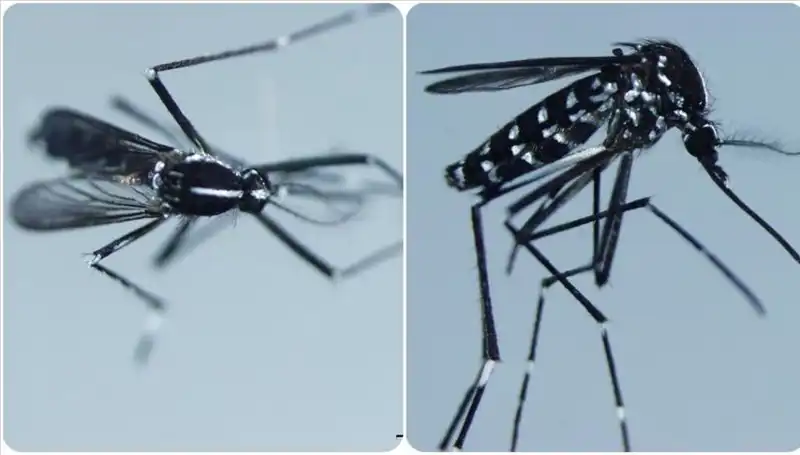 Chikungunya Virüsü Nedir? Belirtileri ve Görüldüğü Ülkeler Hakkında Her Şey