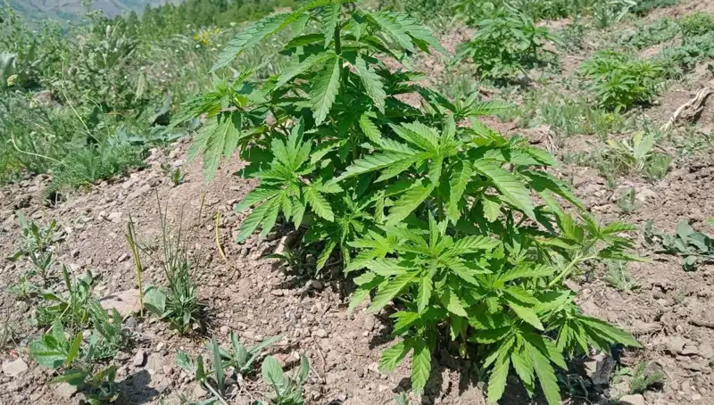 Bingöl'de Ekonomik Suçlara Yönelik Operasyon: Kenevir ve Kaçak Tütün Ele Geçirildi