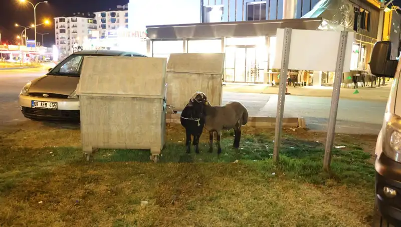 Mor Karaman Koyunları Yolda Başlarına Gelenlerle Gündemde