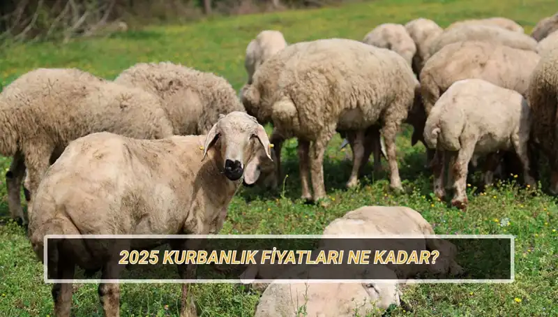 2025 Kurbanlık Fiyatları Nedir? Büyükbaş ve Küçükbaş Hayvanların Piyasa Durumu