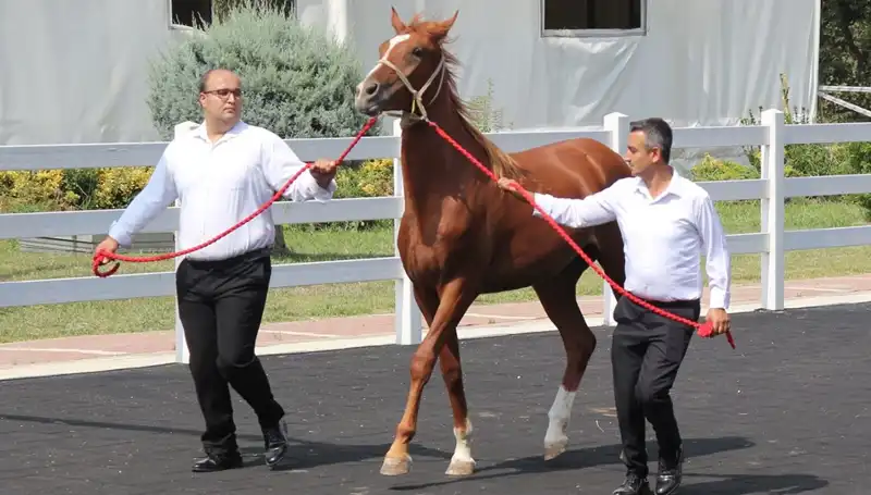 Taşkın Kral: Rekor Başarıyla Yeni Bir Efsane Yarattı