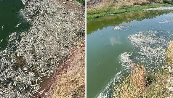 Karasu Çayı'nda Gizemli Balık Ölümleri: Nedenleri Araştırılıyor