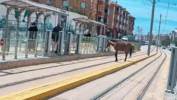 Eskişehir'de Tramvay Raylarında Başını Boş Bırakan At Neden Şaşkınlık Yarattı?